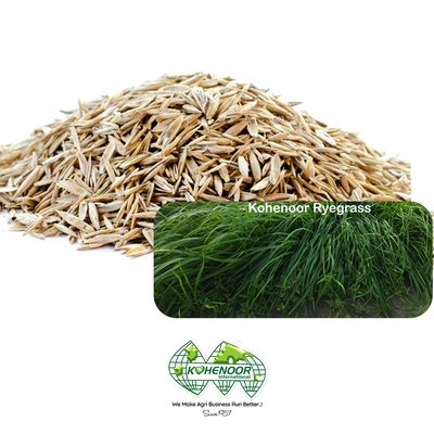 Forage and Pasture Seeds - Rhodes Grass Berseem Clover