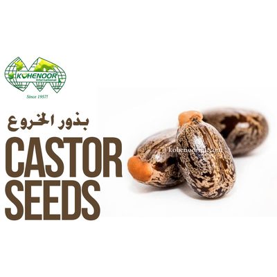 Oil Seeds and Castor Seeds - Industrial and Edible Grade
