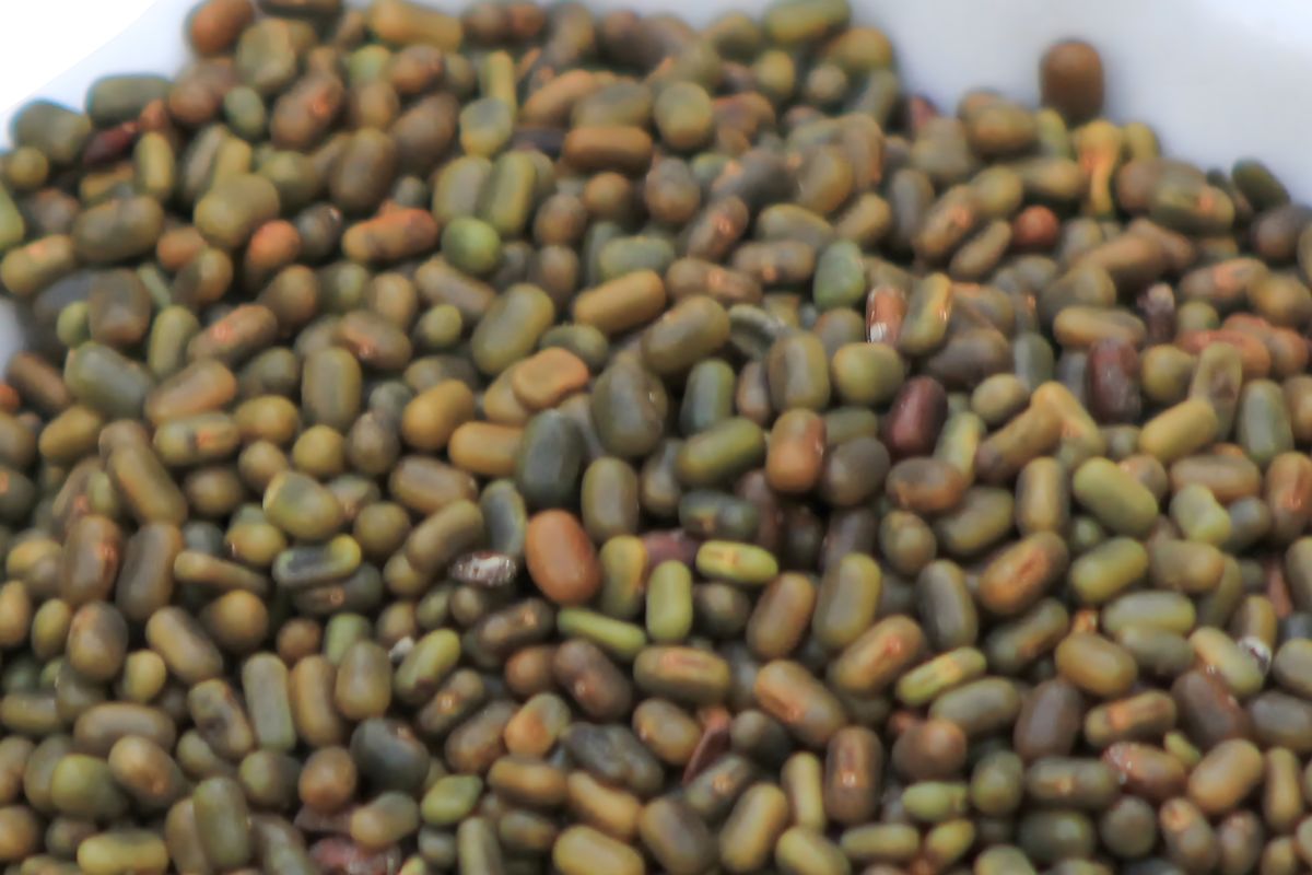 Close-up of a sesbania seed lot showing uniform size and colour