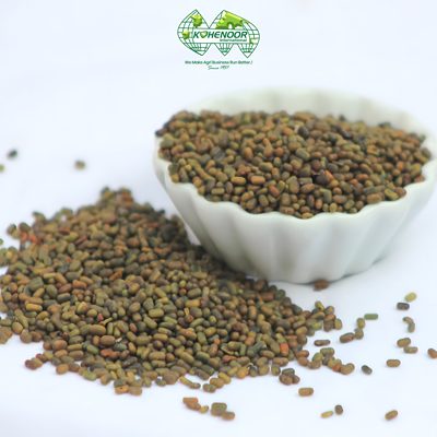 Premium Sesbania Seeds - Kohenoor International Pakistan