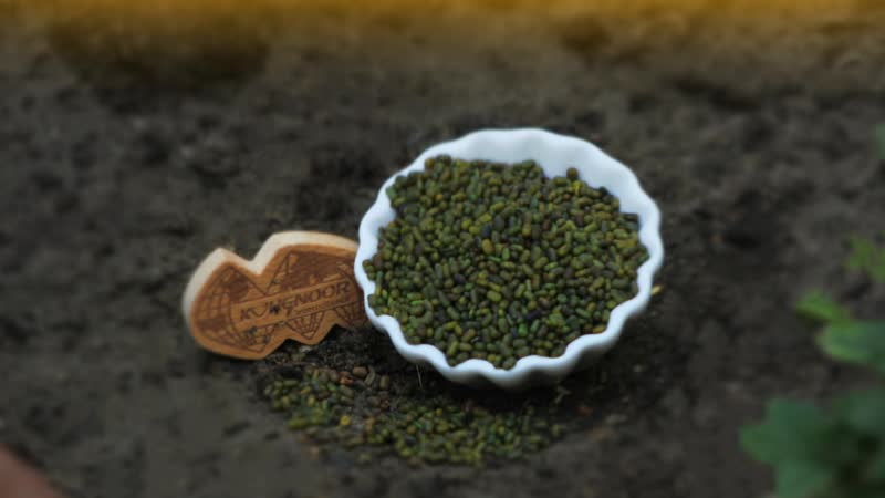 Sesbania seed fields in Sindh Pakistan - premium growing region