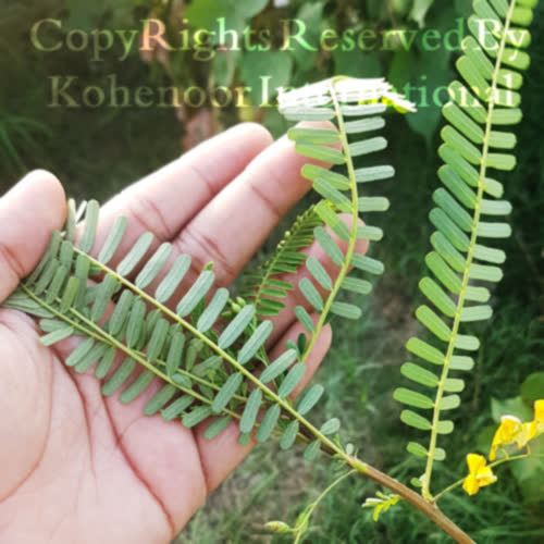 Premium sesbania seeds close-up 98-99% purity